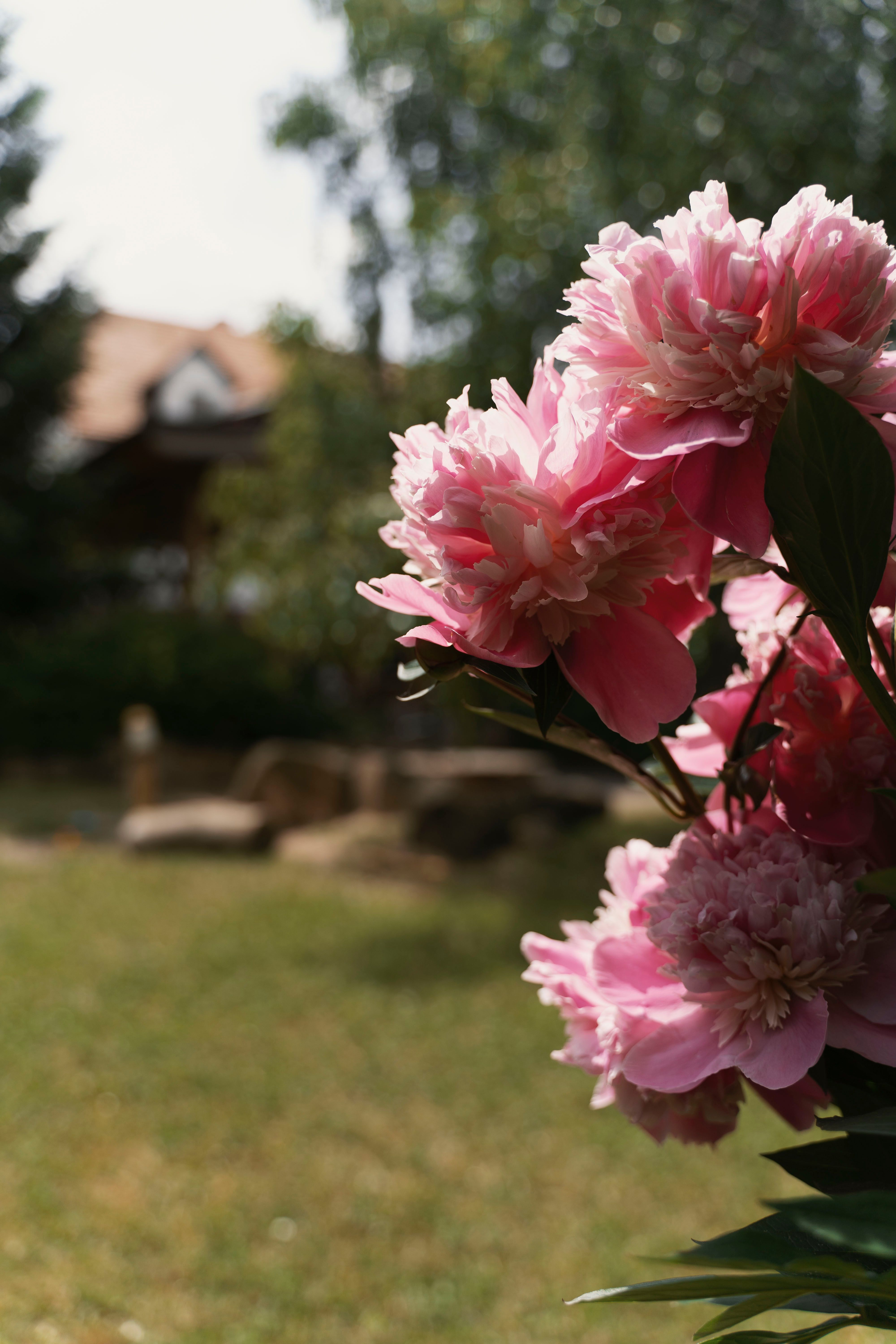 Grandma's garden is moving the kitchen