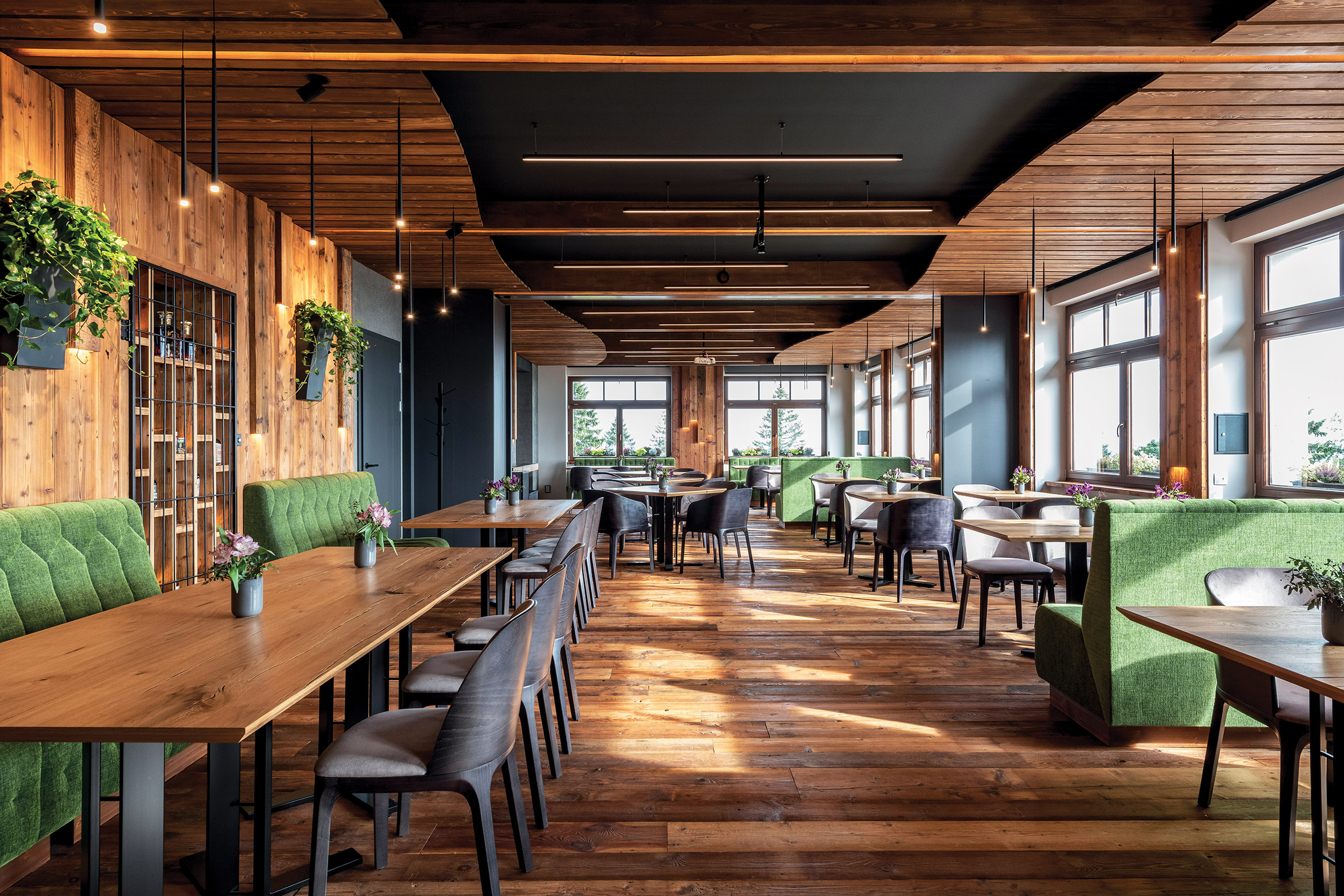 Energy and Peace from the Depths of the Woods