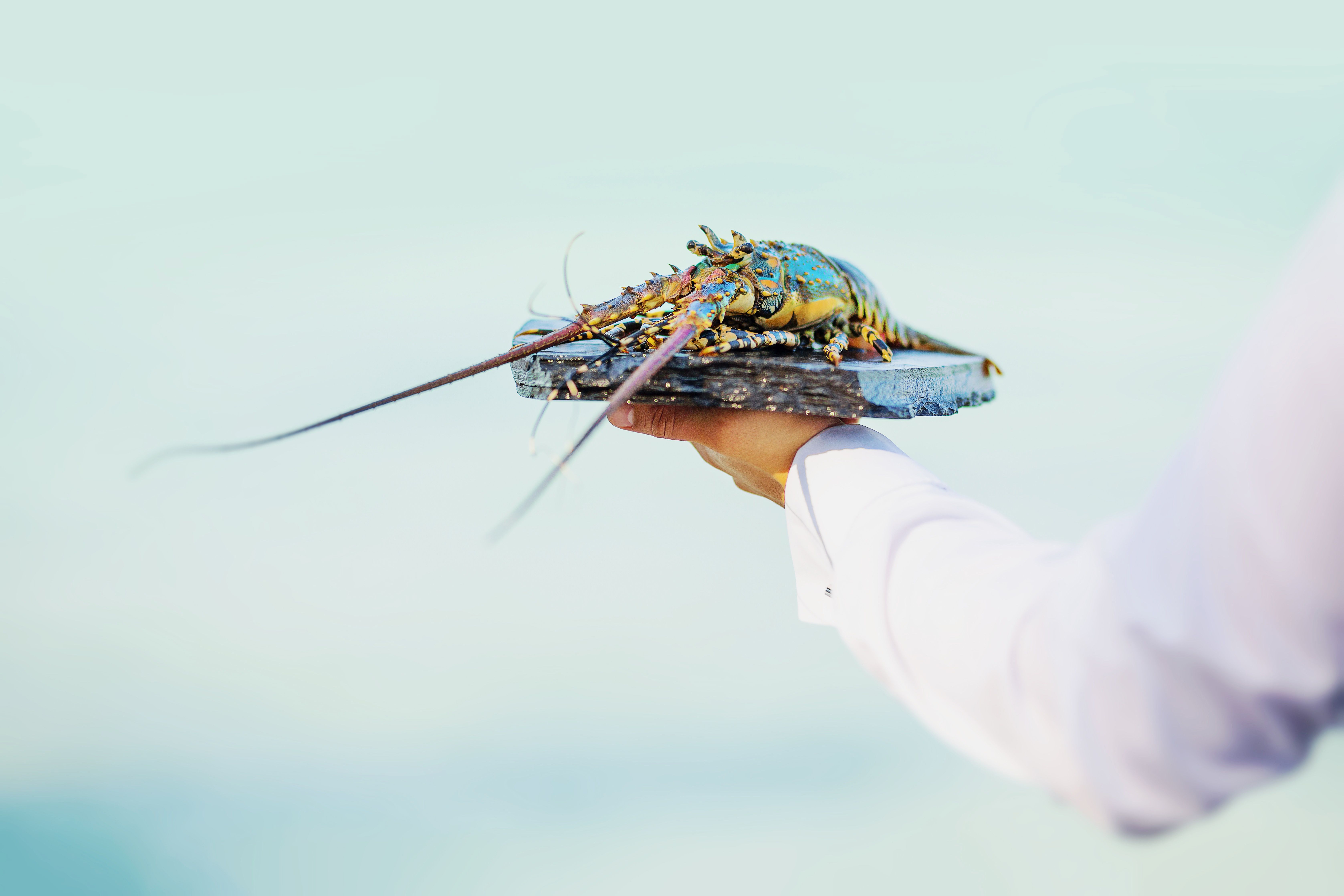 Magical Island Paradise