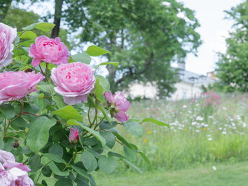 ROSY SECRETS OF MCELY BOUQUET