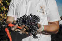 Taste the Best Barbera Wines