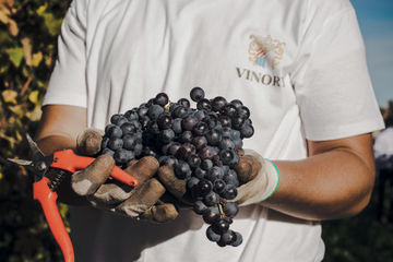 Taste the Best Barbera Wines